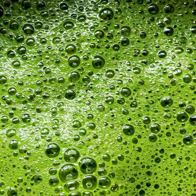 Matcha bubbles close-up